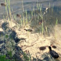 Лысухи :: Сапсан 