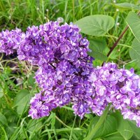 Сирень :: Сапсан 