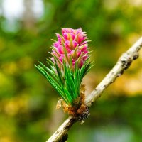 Молодая шишка лиственницы :: Милешкин Владимир Алексеевич 