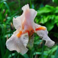 весенний цветок :: Vladimir Lisunov весенний цветок :: Vladimir Lisunov