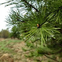Весна идёт, весне дорогу! :: Галина Минчук Весна идёт, весне дорогу! :: Галина Минчук