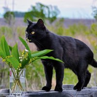 Уголёк с ландышами ... :: Евгений Хвальчев