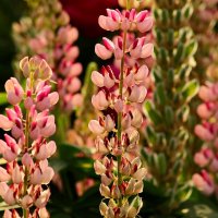 Доброе утро :: Юрий. Шмаков