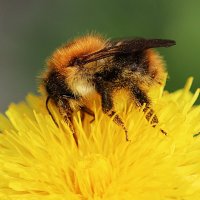 За трапезой :: Любовь Сахарова