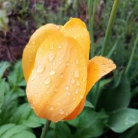 После дождя :: Любовь Сахарова