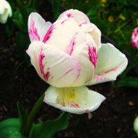 Пёстрый красавец :: Людмила Смородинская