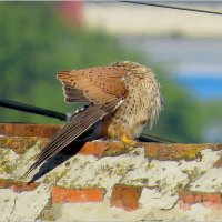 Чик-чик , Я в домике :: Сеня Белгородский Чик-чик , Я в домике :: Сеня Белгородский
