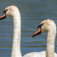 Лебеди :: Игорь Сикорский