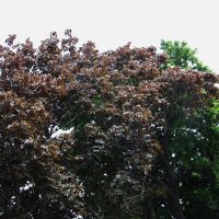 майские краски :: Елена Шаламова