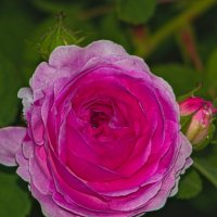 розовая роза :: Giant Tao / розовая роза :: Giant Tao /