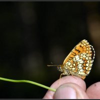 ...с шашешницей.. :: Aleksandr Gal