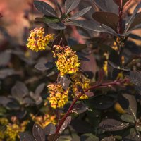 Месяц май. :: Петр Беляков