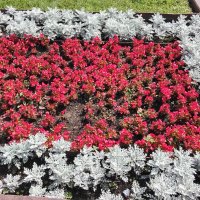 Цветник на Театральной :: Дмитрий Никитин