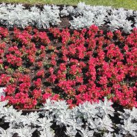 Цветник на Театральной :: Дмитрий Никитин