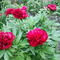 ,,, :: Сергей Тимоновский