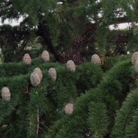 Кедр ливадийский :: ИРЭН@ .