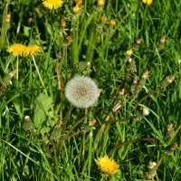Одуванчики :: Oleg4618 Шутченко