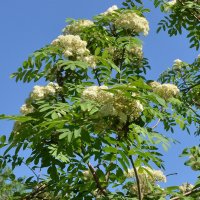 Рябина обыкновенная :: Oleg4618 Шутченко