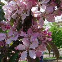 Почти оцвела :: Anna-Sabina Anna-Sabina Почти оцвела :: Anna-Sabina Anna-Sabina