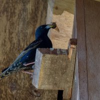 Обед :: Руслан Веселов