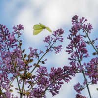 Полёт :: Руслан Веселов