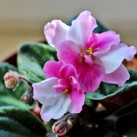 Бело-розовая красавица цветёт на окне :: Светлана 