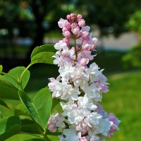 Сирень Огни Москвы - уже расцвела! :: Светлана 