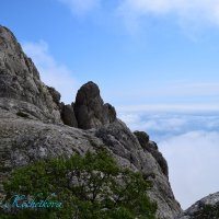 Природа Крыма :: Amazing Cosmea