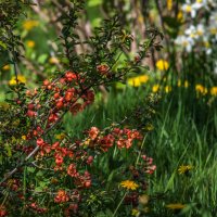 Веточка японской айвы. :: Анатолий Нецепляев