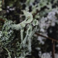 грибы :: Vlad Krrr грибы :: Vlad Krrr