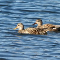 Серая кряква :: Yuri Chudnovetz