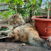 Послеполуденный отдых :: Наталья 