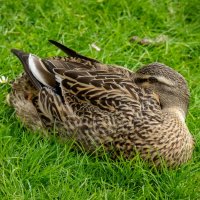 Я всё вижу... :: Николай Гирш