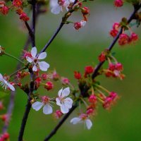 Вишенка :: Наталья Лакомова