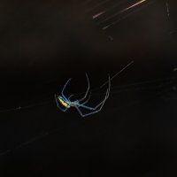 Длинноногий. :: Анатолий. Chesnavik.