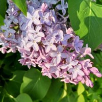 Сирень :: Сапсан 