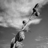 Мэри лезет в небеса ;-) :: Алексей Пышненко