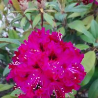 РОДОДЕНДРОН :: Tata Wolf