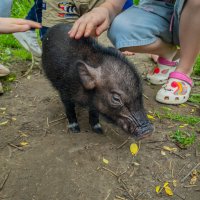 Свинёнок. :: Борис Калитенко