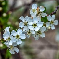 Уральская вишня :: Aquarius - Сергей Уральская вишня :: Aquarius - Сергей