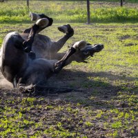 Лошадки :: k-e-r-g-u-d-u DM