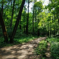 Свет и тени Измайловского парка :: Андрей Лукьянов