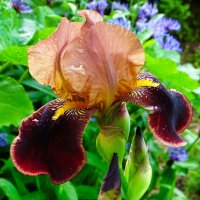 Городской ирис :: Милешкин Владимир Алексеевич 