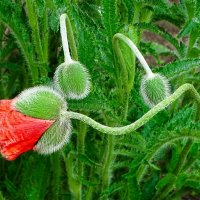 Маки на городской клумбе :: Милешкин Владимир Алексеевич 