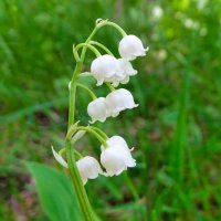 Лесные ландыши :: Милешкин Владимир Алексеевич 