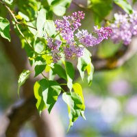 Сирень :: Роман Шаров