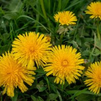 Время одуванчиков... :: Николай Гирш