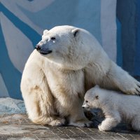 Белый :: SanSan 