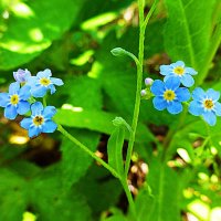 Июнь...Нежность незабудок! :: Владимир 