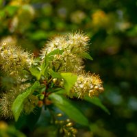 Черемуха :: А кузнецов